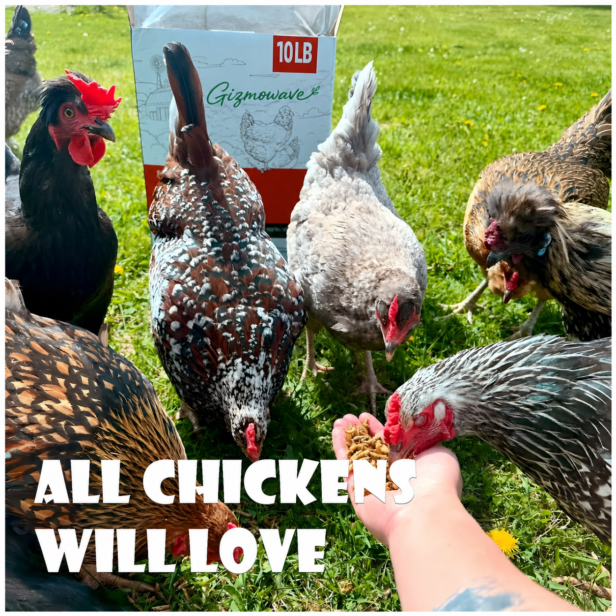 Backyard chickens eating Gizmowave dried black soldier fly larvae