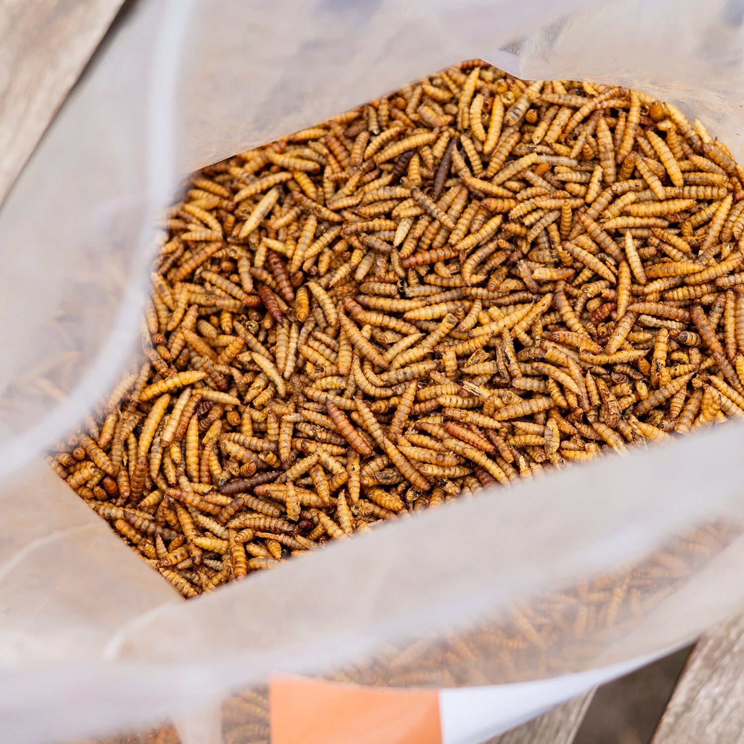 Close-up of uniform dried black soldier fly larvae