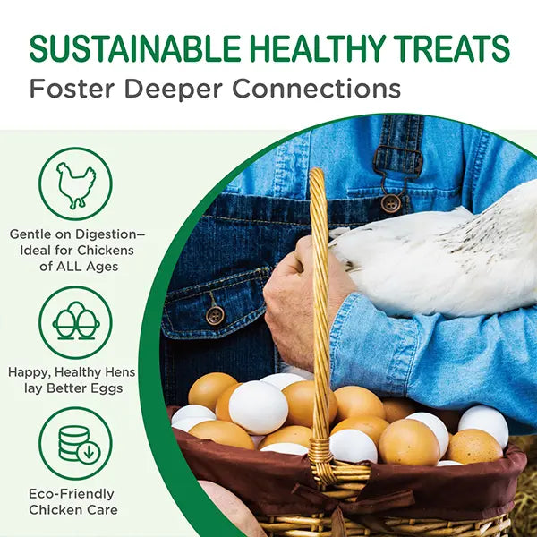 Sustainable dried black soldier fly larvae poultry treats