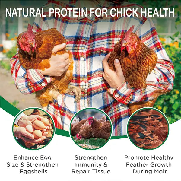 Natural protein treat highlights for backyard chickens