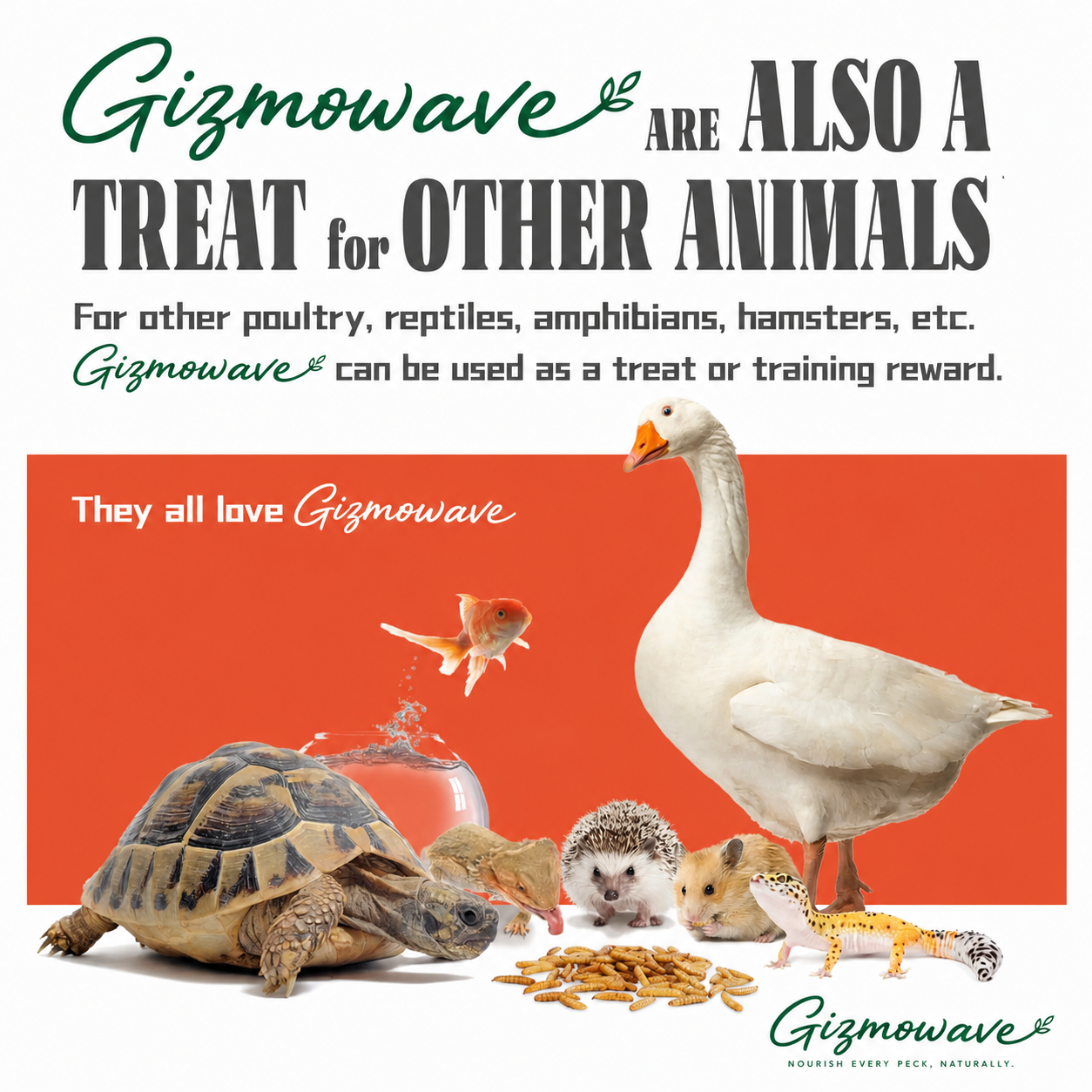 Gizmowave dried black soldier fly larvae for poultry birds fish and reptiles