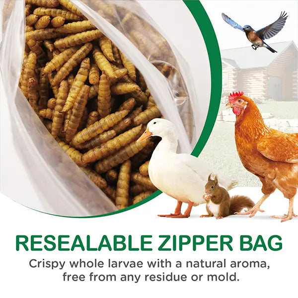 Resealable bag of whole dried black soldier fly larvae