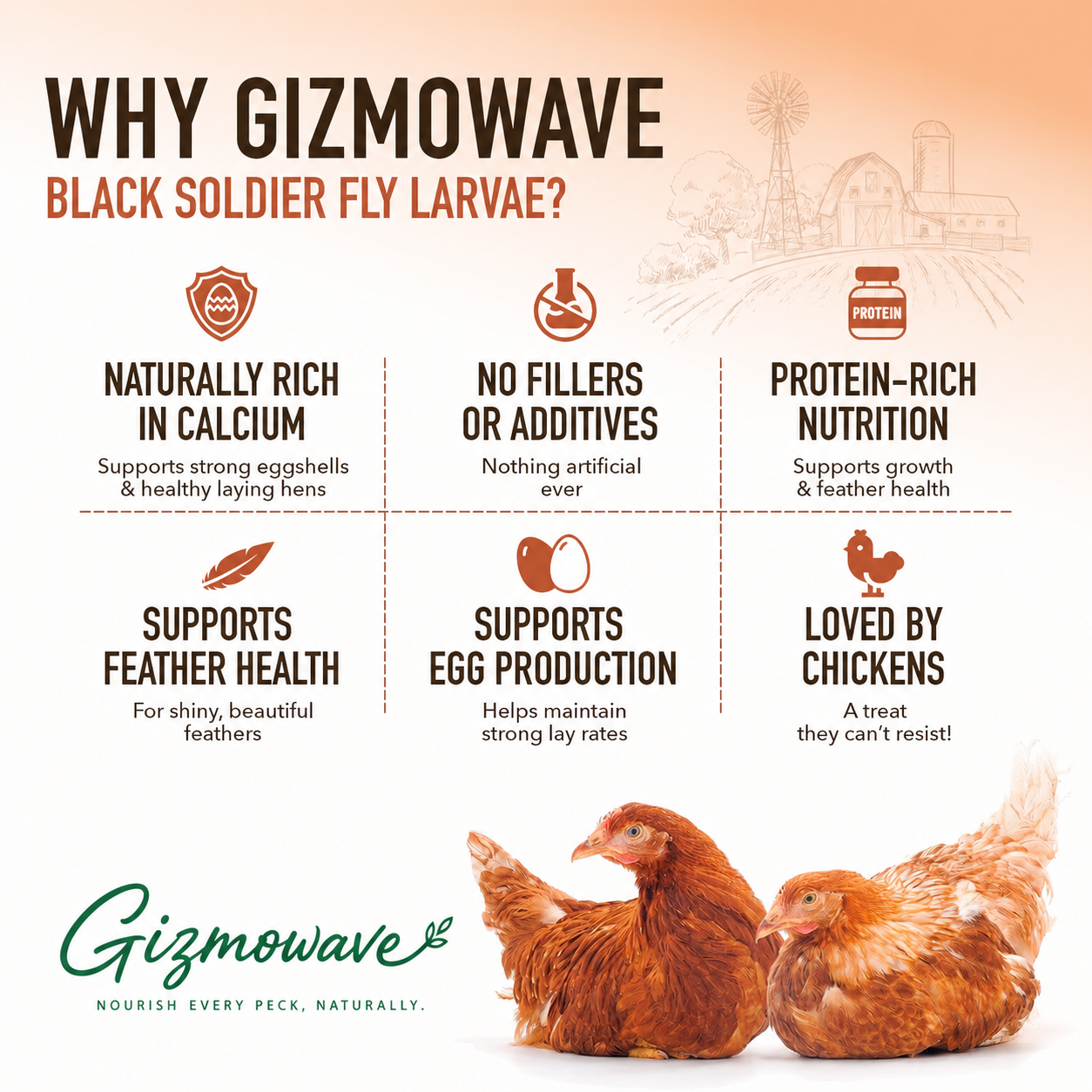 Why choose Gizmowave dried black soldier fly larvae