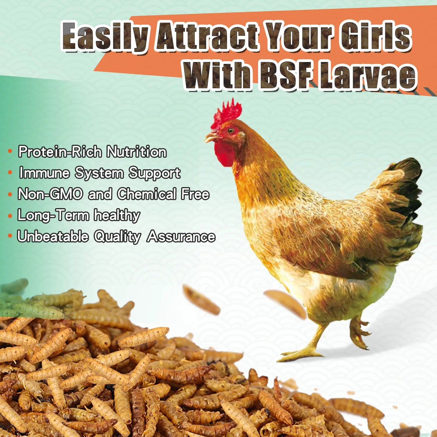 Dried BSFL protein rich nutrition benefits for chickens