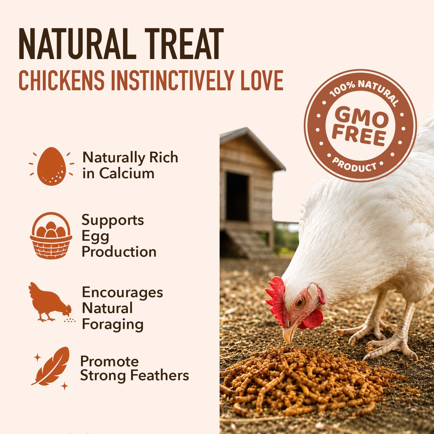 Chicken naturally foraging for dried black soldier fly larvae