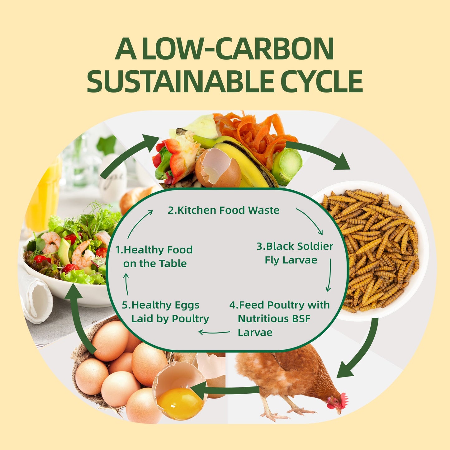 Low-carbon black soldier fly larvae cycle