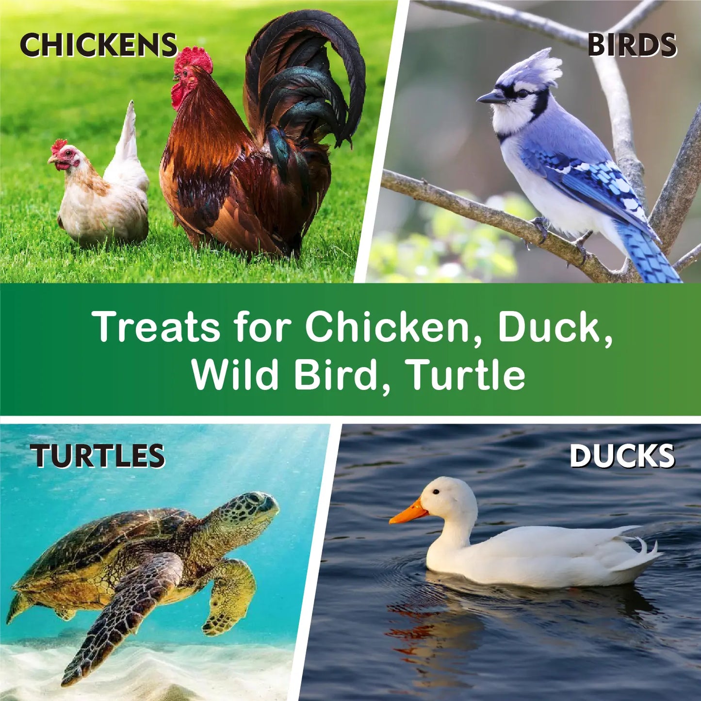 Dried black soldier fly larvae treats for chickens ducks birds and turtles