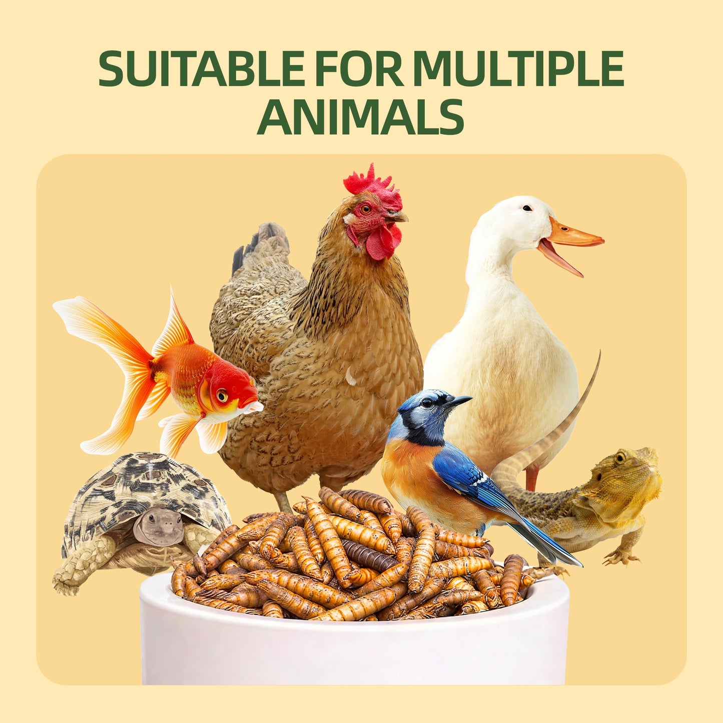 Dried BSFL suitable for chickens ducks birds fish and reptiles