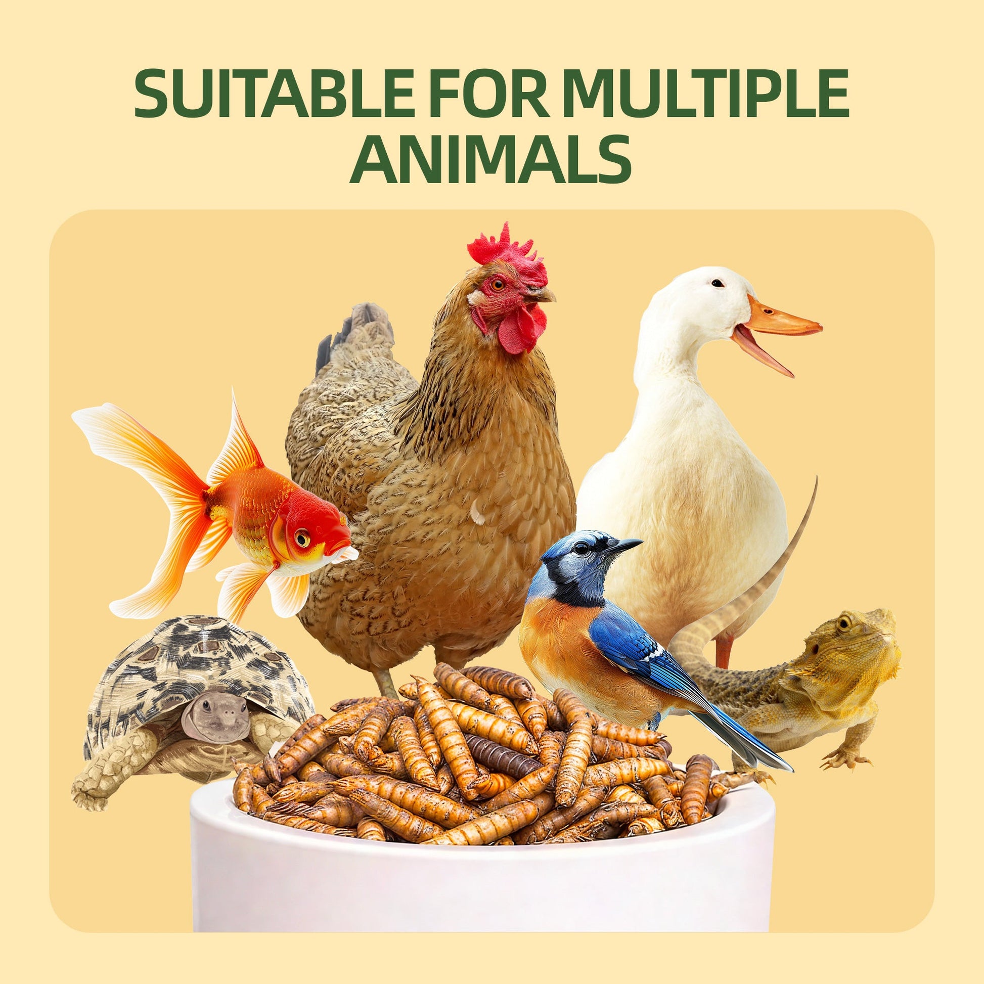 Dried BSFL suitable for chickens ducks birds fish and reptiles