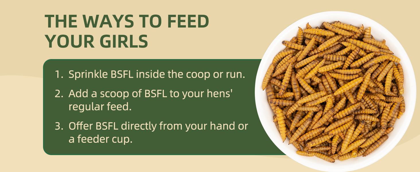 Three simple ways to feed dried BSFL